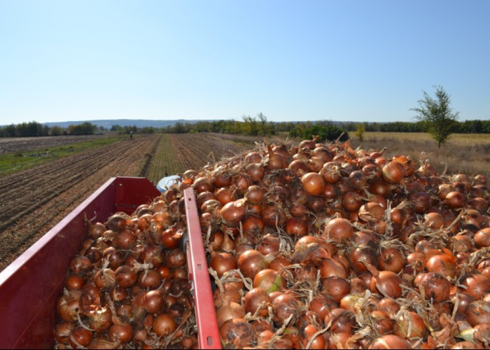 Ucraina a devenit una dintre principalele piețe de desfacere pentru fermierii din R.Moldova. Înainte de invazie, moldovenii erau cei care importau legume din țara vecină
